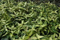 hoya bella louise buis 6551