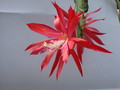 eh hunstueck charme x sylter fruehling 142