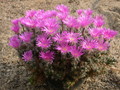 trichodiadema densum 129