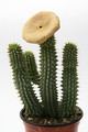 hoodia gordonii 6404
