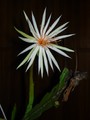 epiphyllum rubrocoronatum rb25 5198 50
