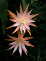 eh jalisco queen 02