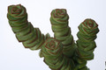 crassula rupestris marnierana jade neolade 7176