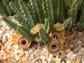 huernia guttata guttata 01