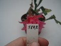 eh cora 5802 8200