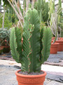 euphorbia ingens 06