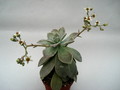 graptopetalum paraguayensis 8462