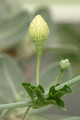 cephaopentandra ecirrhosa 03
