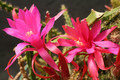aporocactus fairy dancer 0017