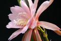 eh lotus queen 7562 7788