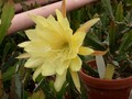 eh yellow gem 9910 09