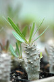 pachypodium inopiatum 02