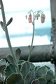 cotyledon undulatum 05