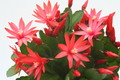 rhipsalidopsis taurus 089