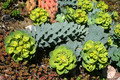 euphorbia myrsionites 6787