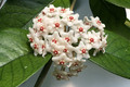 hoya fungii 9304