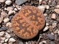 lithops lesliei hornii 01