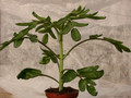 kalanchoe prolifera 01
