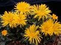 faucaria tuberculosa 3760