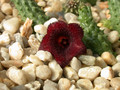 huernia angolensis04
