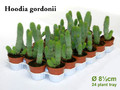 hoodia gordoni a