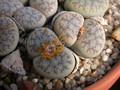 lithops pseudotruncatella volkii 02