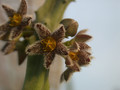 carralluma burchardii 02