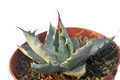 agave wocomahi chi 8538