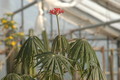 jatropha multifida 1322