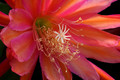 eh coral dance 5804 1453