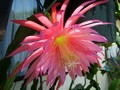 eh pink plumes