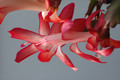 schlumbergera elfenzauber 8156