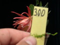 eh walkuere 300 08