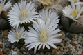 lithops julii fulleri fulleri c203 0238