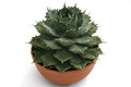 agave verschaffeltii 0387