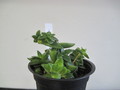 crassula capitella rowley 4781