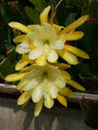 eh going bananas 6852 01