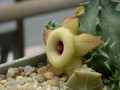 huernia thudichumii 03