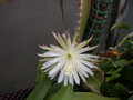 strophocactus wittii 5453