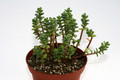 sedum oaxacanum 7569