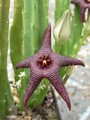 stapelia baylissii 02