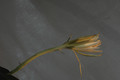epiphyllum pumilum phasen 2317