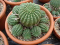 euphorbia stellaespina 1125