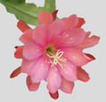eh rose queen 8791 01