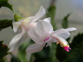 schlumbergera bridgeport 02