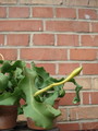 epiphyllum guatemalense monstrosa 9832