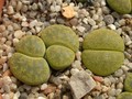 lithops lesliei storms albinigold c36b 01