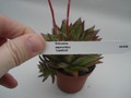 echeveria agavoides lipstick 8352