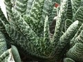 gasteria disticha 2300