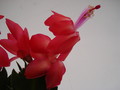 schlumbergera scarlet flame 1614